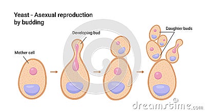 Vector illustration of Yeast. Asexual reproduction by budding Vector Illustration